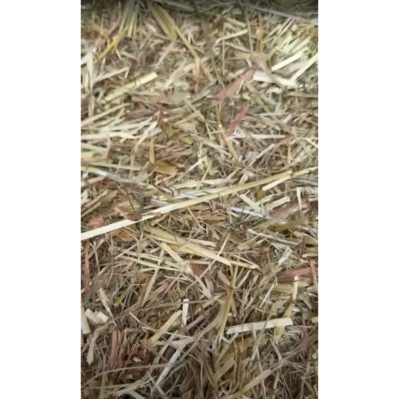 Heno De Ballica Y Avena 5 Kg Alimento Roedores Conejos Y Cuy