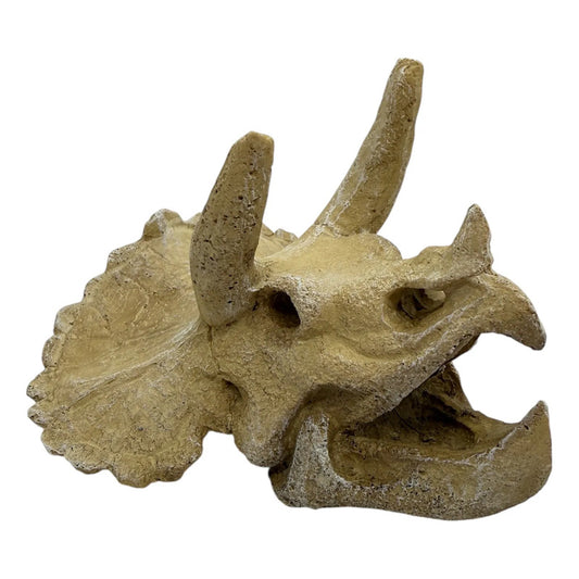 Adorno cráneo de triceratops