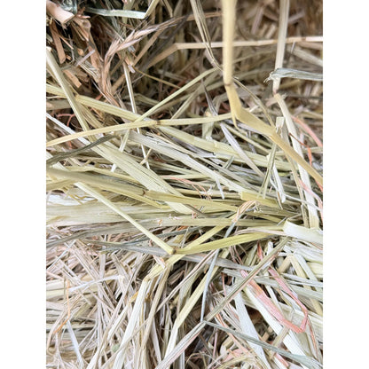 Heno De Ballica Y Avena 5 Kg Alimento Roedores Conejos Y Cuy