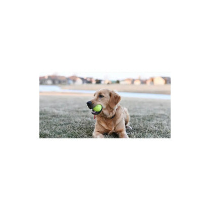 Pelotas de tenis Turbo Dog 3 Un