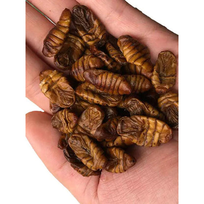 Pupas de gusano de seda 100 Gr