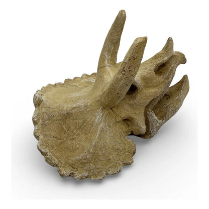 Adorno cráneo de triceratops