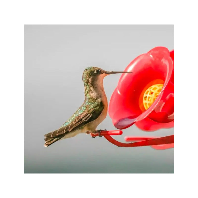 Bebedero colibrí rojo
